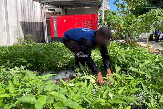 Panen Kangkung di Lahan Pembinaan, Lapas Tanjung Bekali Warga Binaan Keterampilan