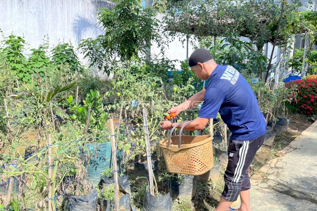 Dari Kebun Pembinaan, Rutan Barabai Hasilkan Tomat Bernilai Ekonomi