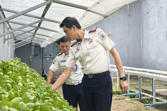Optimalkan Lahan Terbatas, Lapas Tanjungpandan Panen 50 Kg Pakcoy