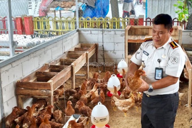 Perkuat Pembinaan, Lapas Banjarmasin Kembangkan Budidaya Ayam Petelur Sistem Umbaran