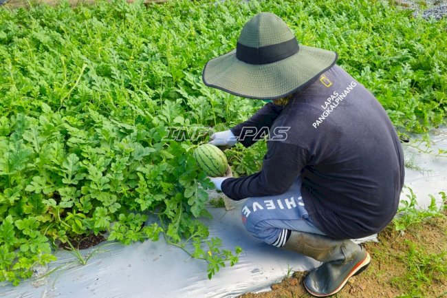 Kompos Produksi Lapas Pangkalpinang Tunjukkan Hasil Optimal, Dukung Budidaya Semangka di Lahan Marginal