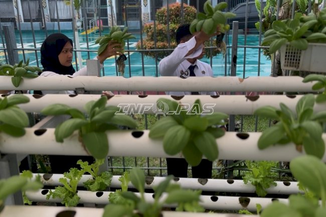Lapas Kotabaru Panen 40 Ikat Pakcoy Hidroponik, Hasil Inovasi di Lahan Terbatas