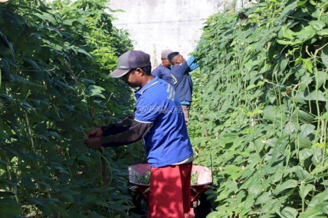 Lapas Ambon Kembali Panen Kacang Panjang dari Lahan Tidur