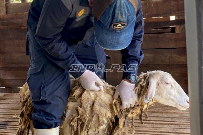 Cegah PMK, Lapas Terbuka Kendal Vaksin 116 Ternak Pembinaan
