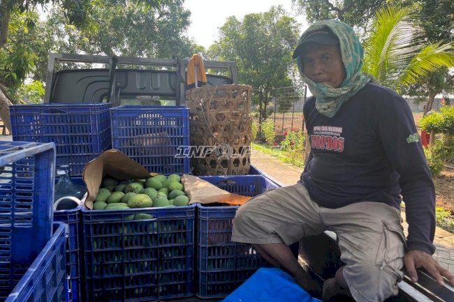 Harum Aromanya, Manis Hasilnya, Panen Perdana Mangga Lapas Terbuka Kendal Tembus 1 Kwintal