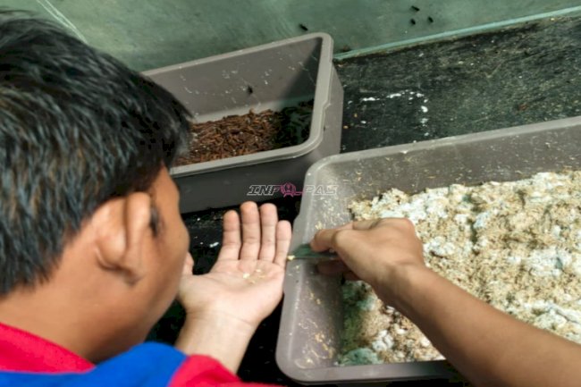 Lapas Banjarmasin Optimalkan Budidaya Maggot sebagai Sarana Pembinaan Kemandirian Warga Binaan