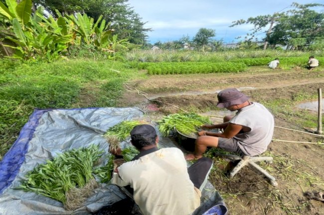 Lapas Piru Panen 30 Ikat Kangkung di Lahan SAE 