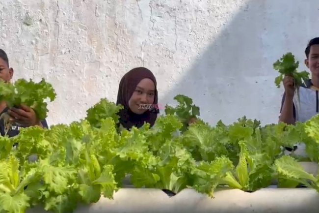 Panen Meningkat, Lapas Kotabaru Hasilkan 50 Pcs Selada Hidroponik 