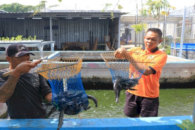 Kolaborasi Dukung Program MBG, Lapas Pemuda Madiun Panen 2.225 Lele