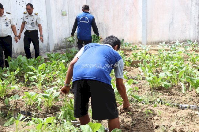 Lapas Tanjung Panen 14 Kilogram Sawi dari Program Pembinaan Pertanian