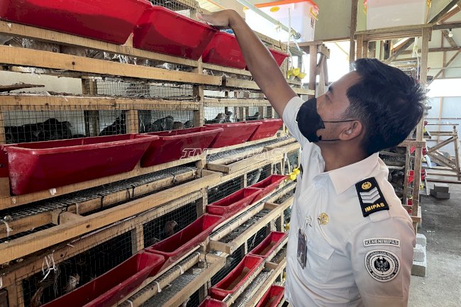 Lapas Terbuka Kendal Kembangkan Peternakan 5.000 Burung Puyuh