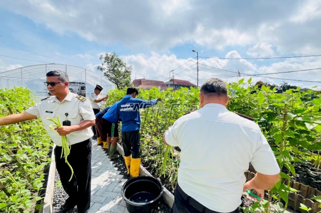 Lapas Banjarmasin Panen 15 Kilogram Kacang Panjang dari Lahan SAE 1