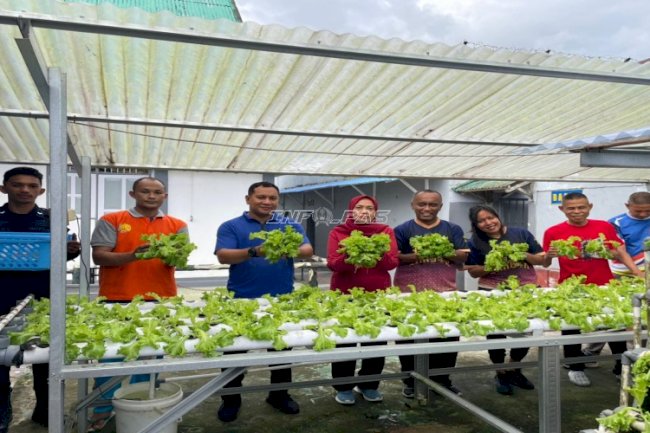 Rutan Ambon Kembali Panen Selada, Bukti Dukungan terhadap Ketahanan Pangan