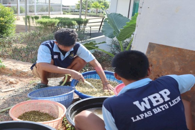Budidaya Produktif Berbuah Panen 11,9 Kg Tauge di Lapas Batulicin