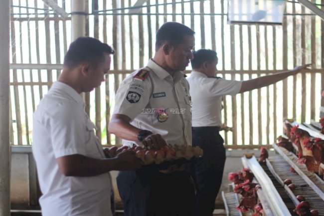Panen Jagung dan Telur, Lapas Kuningan Wujudkan Pembinaan Kemandirian melalui Program Ketahanan Pangan