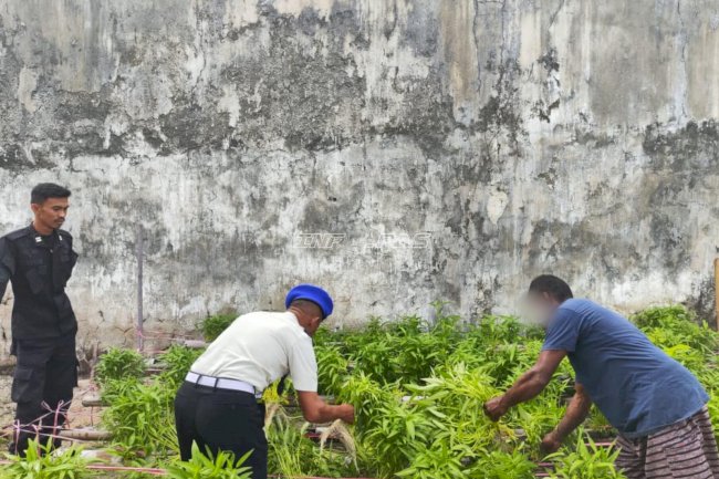Warga Binaan Lapas Geser Panen 150 Ikat Kangkung Hidroponik