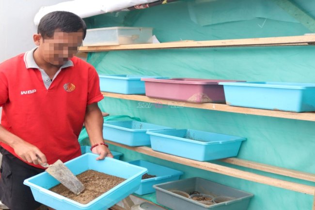 Maggot Kian Berkembang, Dukung Pakan Berkualitas di Lapas Batulicin