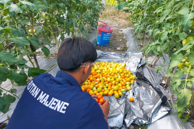 Lahan SAE Produktif, Warga Binaan Rutan Majene Panen 18 Kg Tomat