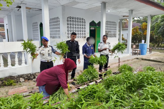 Panen Disambut Antusias, Warga Borong 100 Ikat Kangkung Hidroponik Lapas Geser