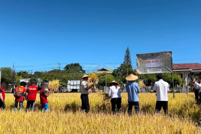 Lapas Atambua Sukses Panen Raya Padi di Lahan 2 Hektare Garapan Warga Binaan