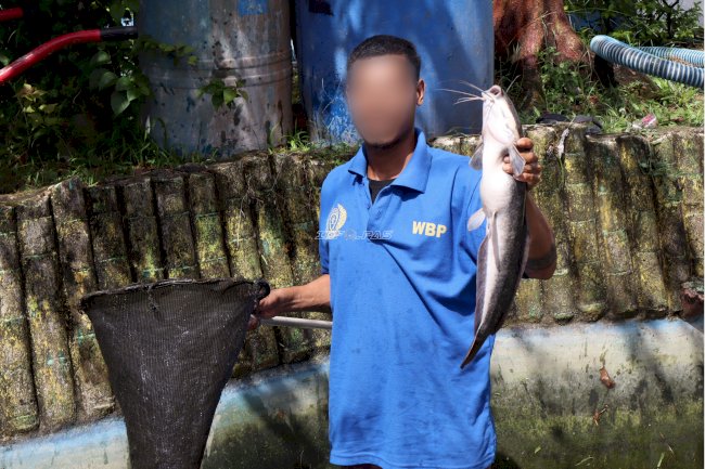 Panen 30 Kilogram Lele, Lapas Ambon Perkuat Program Kemandirian Pangan