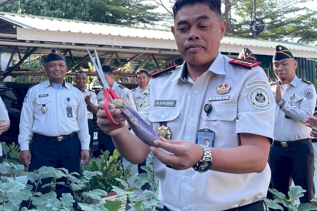 Manfaatkan Lahan Terbatas, Bapas Palu Sukses Panen Perdana Terung