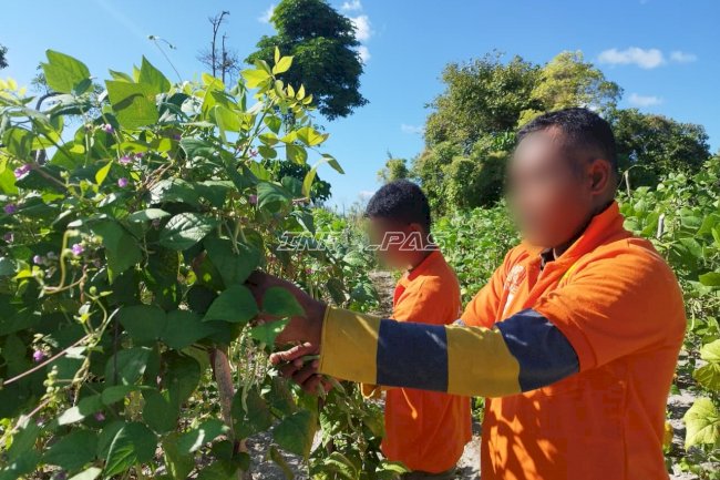 Tepat Hari Lingkungan Hidup, Lapas Namlea Panen Buncis Hasil Pemanfaatan Lahan Tidur