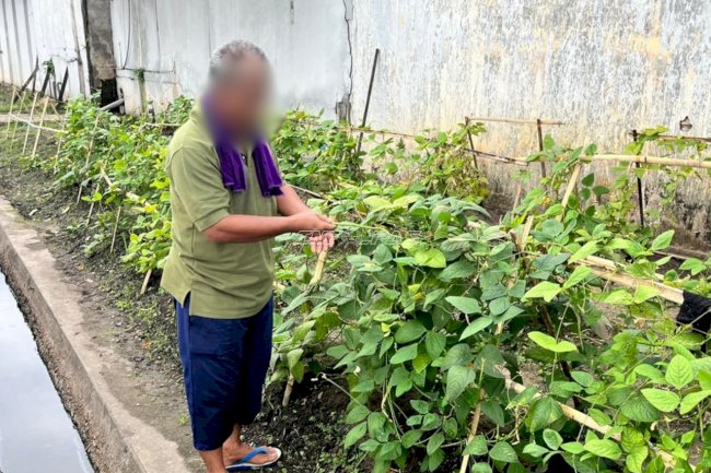 Lahan Brandgang Produktif, Lapas Banjarmasin Panen 7,24 Kilogram Kacang Panjang