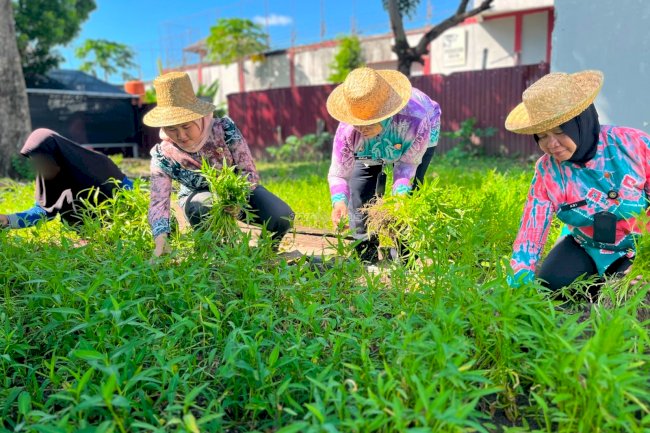 Pembinaan Kemandirian Berbuah Hasil, Lapas Perempuan Martapura Panen Kangkung dan Kacang Tanah