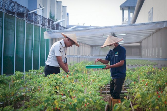 Warga Binaan Lapas Cibinong Panen Cabai di SAE, Wujud Pembinaan Produktif