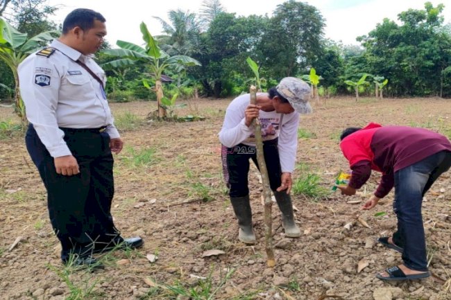Perkuat Kemandirian Klien, Bapas Amuntai Gandeng PKBM Lathiiful Khabiir Kembangkan Budidaya Jagung