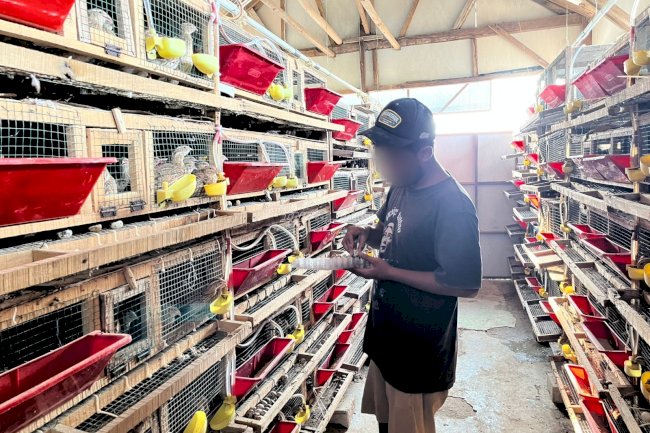 Budidaya Puyuh di Lapas Terbuka Kendal Hasilkan 3.000 Butir Telur Setiap Hari