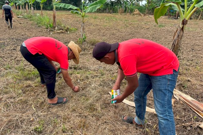 Rutan Rantau Gandeng PKBM Latiful Khabir Kembangkan Budidaya Jagung bagi Warga Binaan