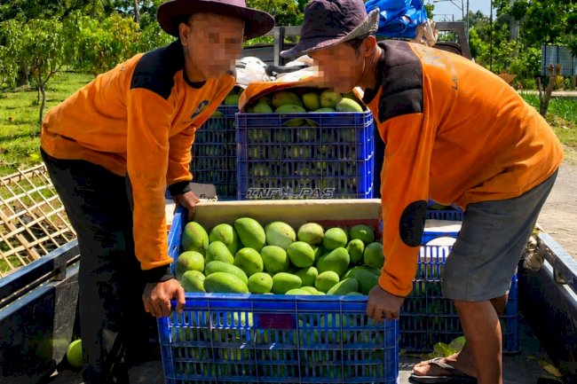 Panen Kedua Capai 600 Kg, Lapas Terbuka Kendal Buktikan Produktivitas Kebun Mangga