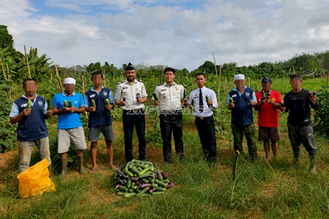 Kebun Produktif Berbuah Hasil, Lapas Batulicin Panen Aneka Sayur
