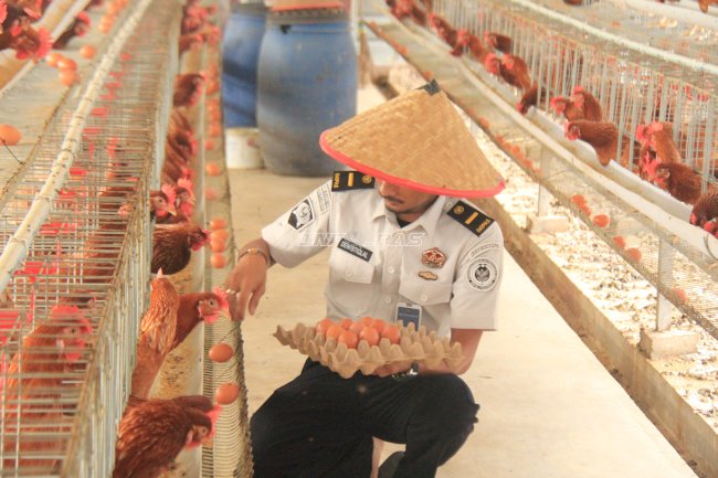 Optimalkan Lahan Terbatas, Lapas Pekanbaru Hasilkan 800 Telur per Hari