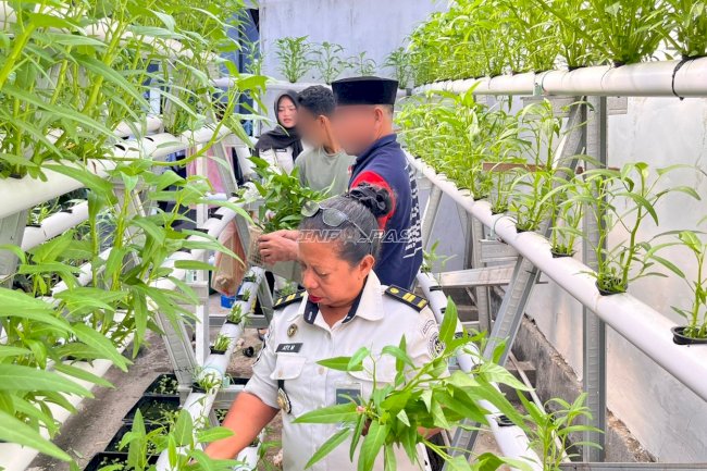 Lapas Wahai Panen 40 Ikat Kangkung Hidroponik, Dukung Kemandirian Pangan