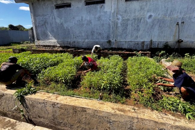 Dukung Ketahanan Pangan, Lapas Narkotika Karang Intan Panen 100 Kg Kangkung dan Tanam 500 Bibit Terung
