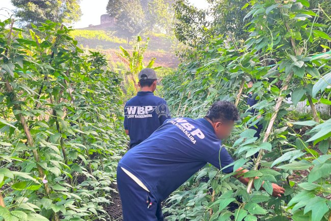 Lahan SAE Produktif, Lapas Bandanaira Panen 30 Ikat Kacang Panjang
