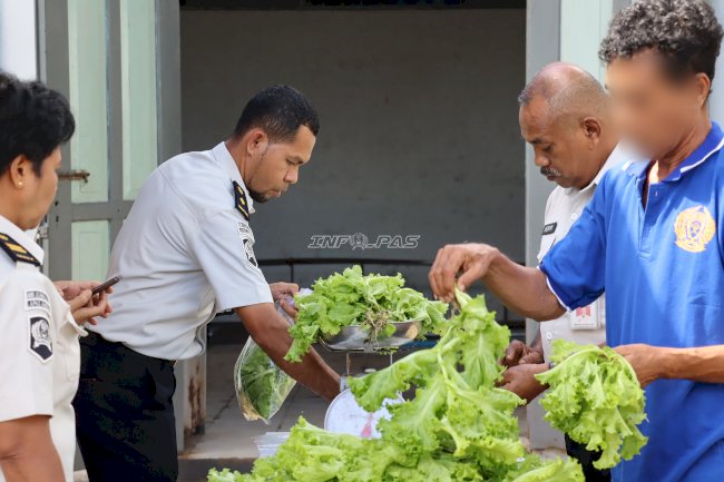 Program Pertanian Berbuah Hasil, Lapas Ambon Panen dan Pasarkan 25 Ikat Selada