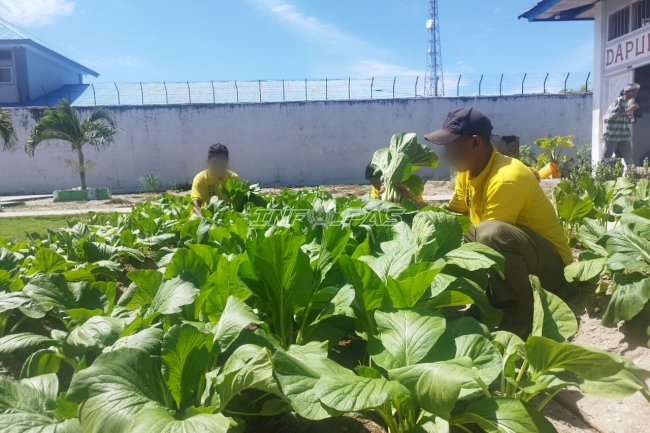 Panen Sawi bersama BPP Waplau dan YBTS, Lapas Namlea Tuai Hasil Pembinaan Warga Binaan