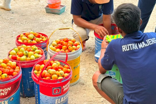 Panen Semangka dan Tomat bersama Pemda, Rutan Majene Perkuat Dukungan Ketahanan Pangan