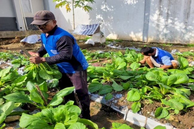Lapas Tanjung Panen Sawi 14 Kilogram, Bukti Pembinaan Kemandirian Berjalan Produktif 