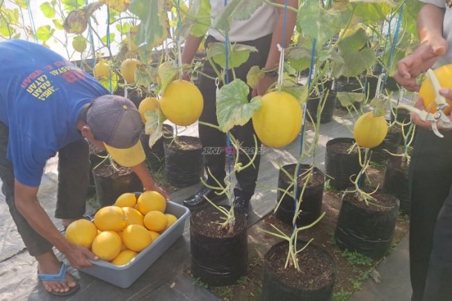 Petik Hasil Pembinaan, Lapas Kuningan Panen 20 Kg Melon di SAE Pertanian