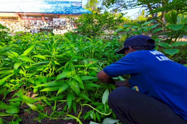 Panen Hijau dari Balik Tembok, Lapas Amuntai Hasilkan 25 Kg Kangkung 