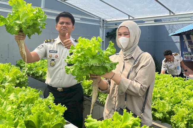 20 Kg Selada Hasil Panen Warga Binaan Rutan Makassar Laris Diborong Pembeli