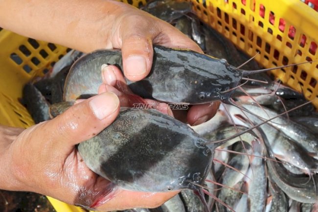 Di Balik Kolam Sederhana, Lapas Batulicin Panen 100 Kilogram Lele