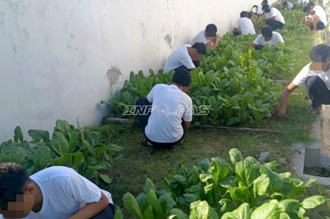 LPKA Palu Panen Sawi, Hasil Program Pembinaan Kemandirian Anak Binaan