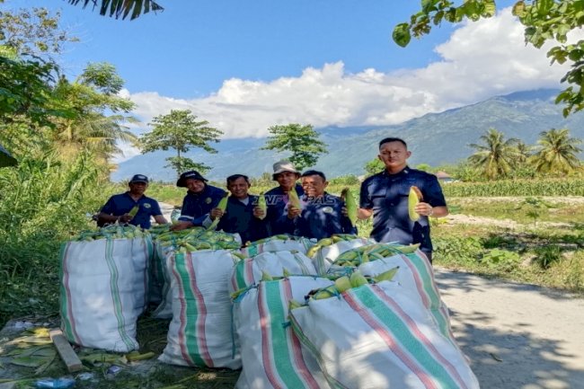 Rutan Palu Panen Raya Jagung, Capai 1,1 Ton Jagung Manis Segar