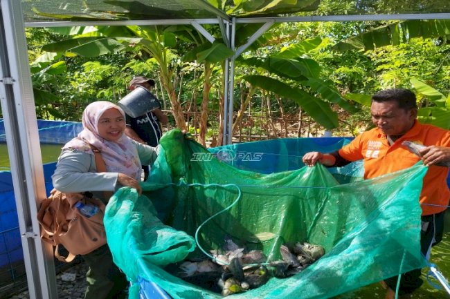 Tingkatkan Produktivitas, Lapas Namlea Pasarkan Hasil Panen Ikan Nila